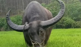 水牛视频,探索自然奇观，感受生命力量